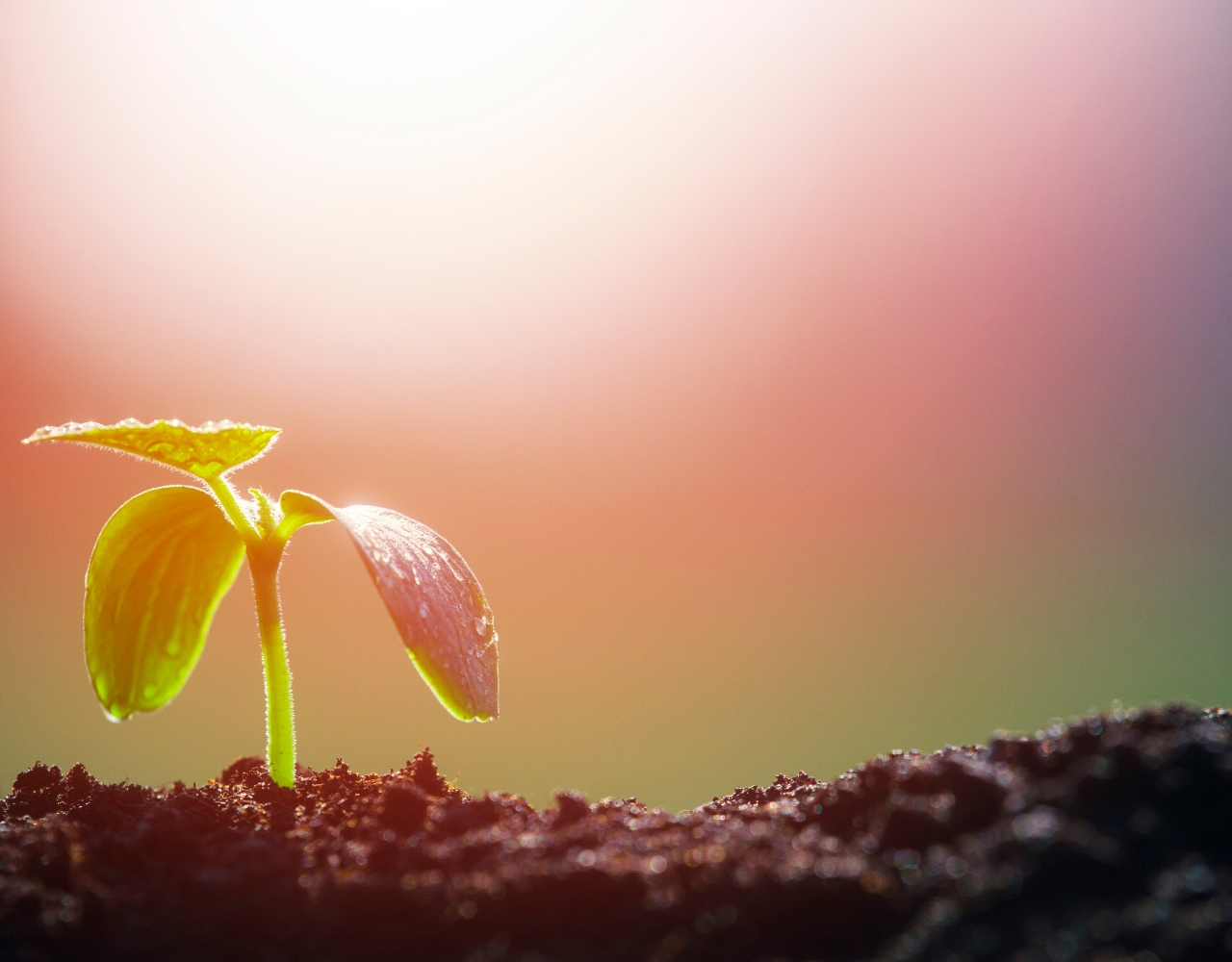 cannabis_seed_growguidefüranfänger