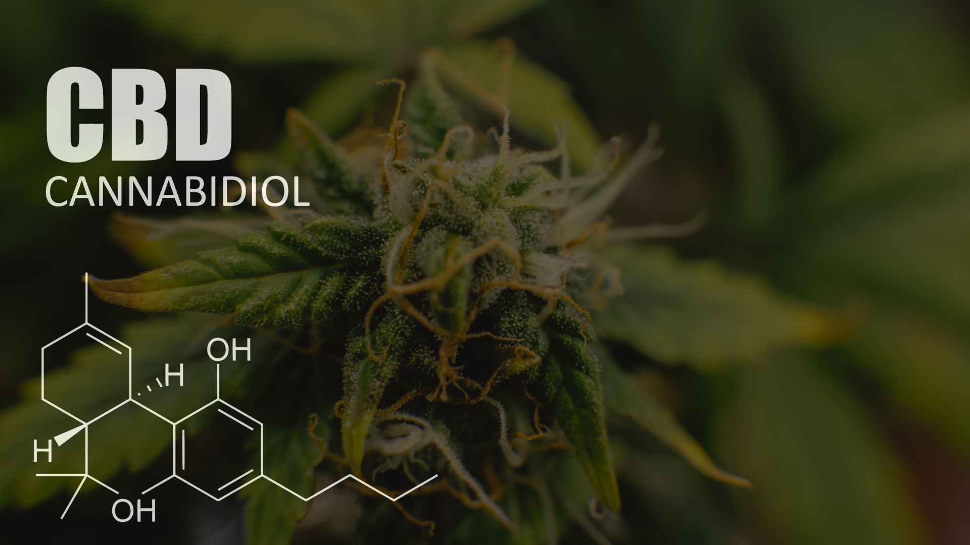 cbd augsburg_growguidefüranfänger