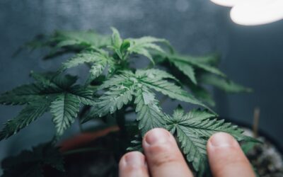 Die richtige Pflege für Cannabispflanzen