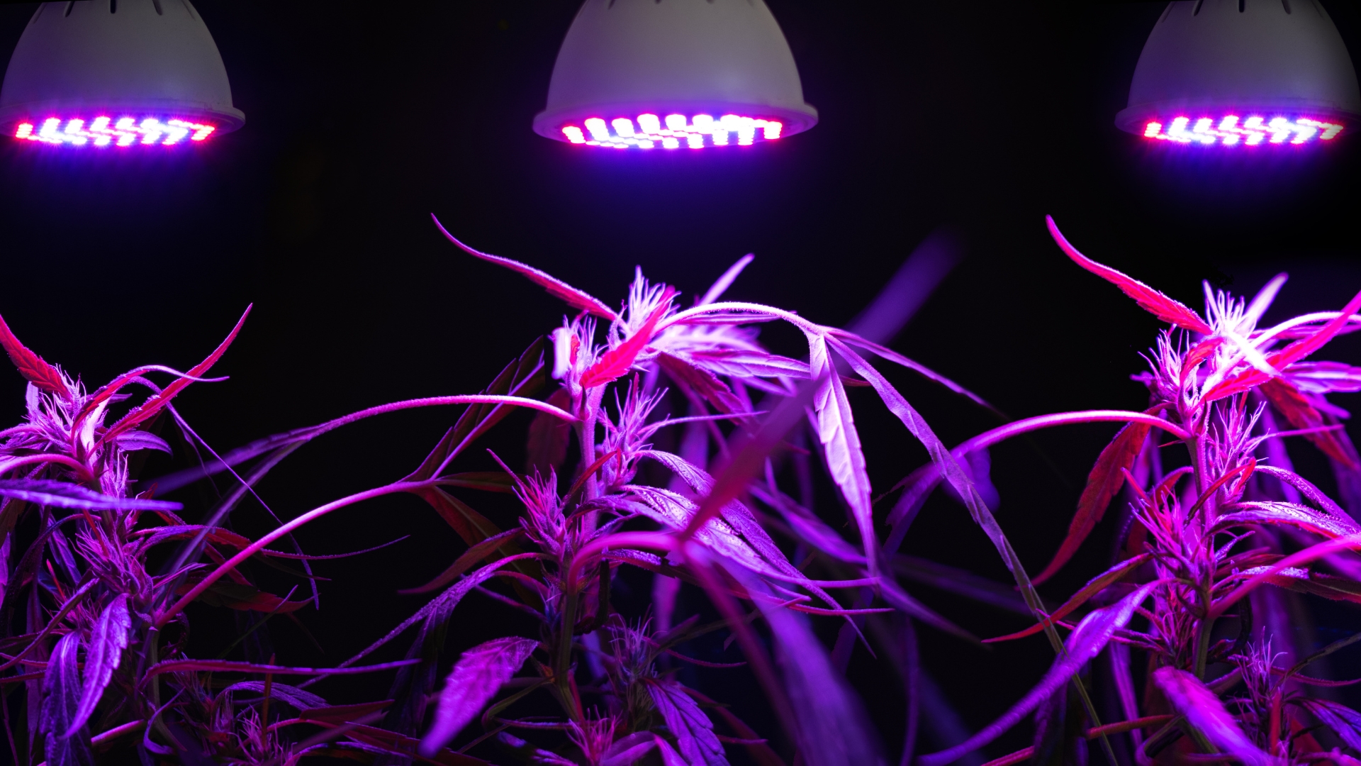 led cannabis_growguidefüranfänger