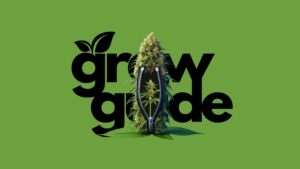 growguide augsburg blog cannabis