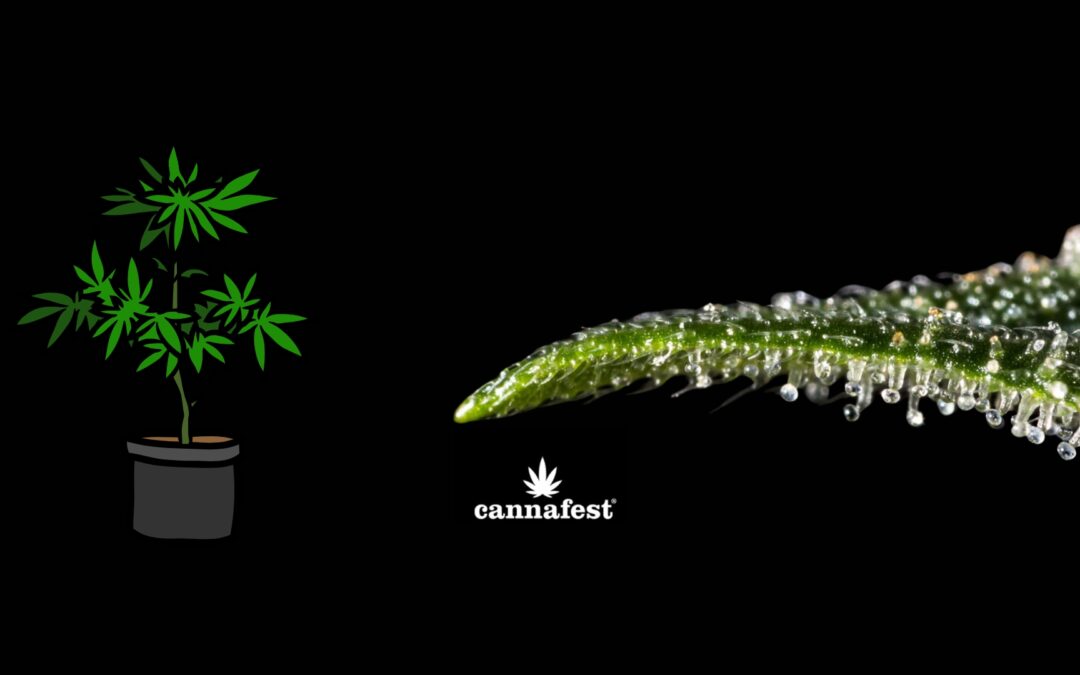 Cannafest 2024: Die neuesten Trends, Produkte und Technologien