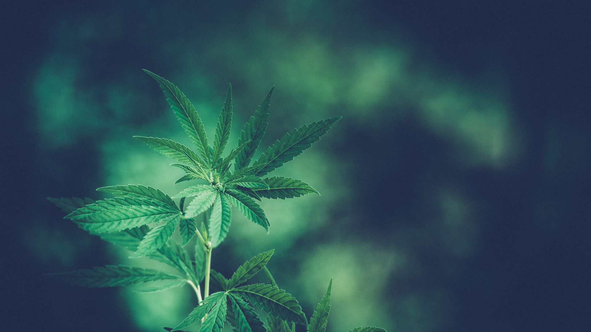 cannabisstecklinge kaufen_growguidefüranfänger